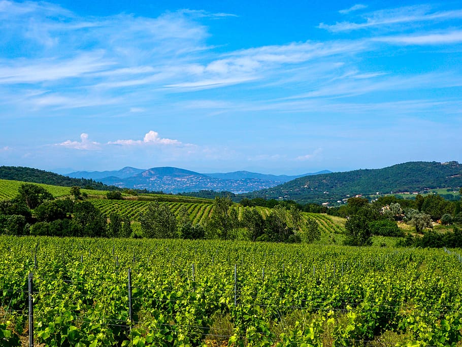 south of france, france, vineyard, provence, europe, landscape, scenics - nature, environment, agriculture, beauty in nature