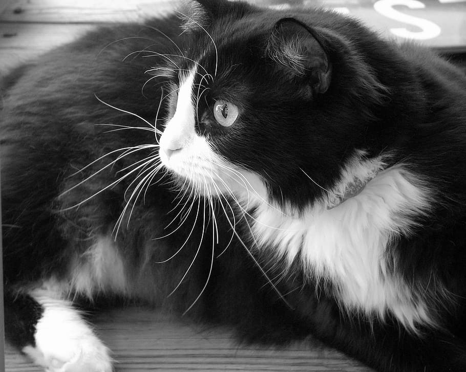 tuxedo cat, feline, looking, cute, reclining, domestic, curious, bi-color, animal, pet