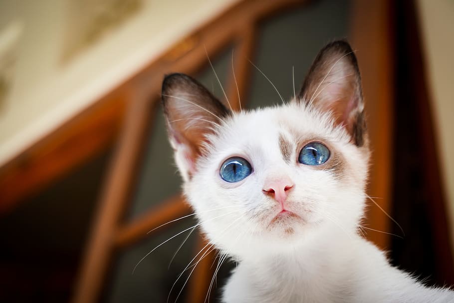 blue-eyed white cat, house, cat, white, blue, eyes, animal, pet, mammal, domestic