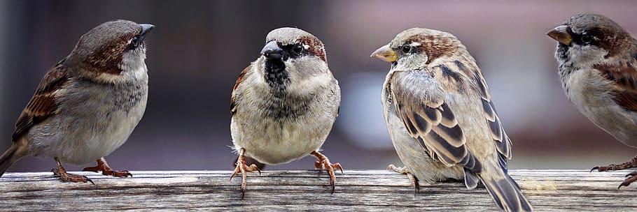 flock, eurasian tree sparrows, sparrows, sparrows family, birds, chats, group, together, team, collective