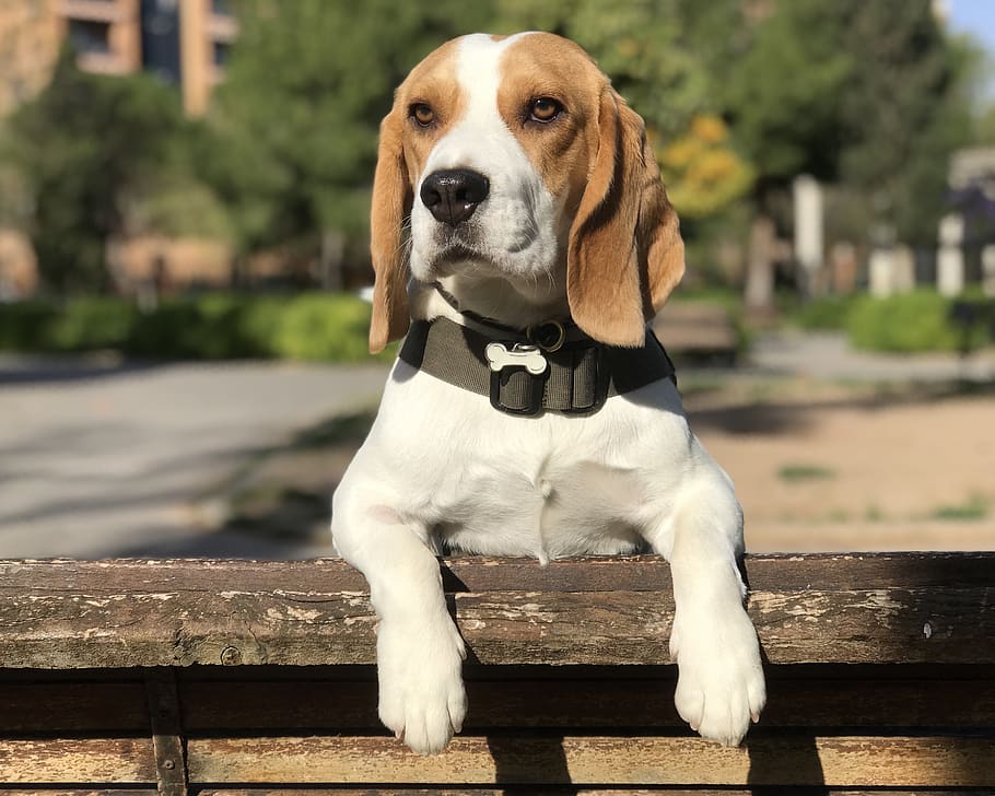 beagle, dog, puppy, pet, animal, friend, company, cute, mammal, sit
