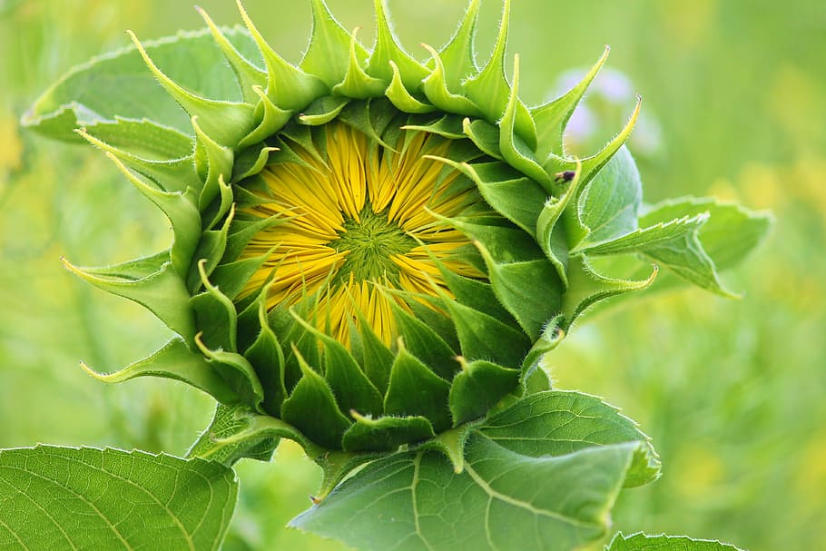 shallow, focus photography, green, plant, sun flower, bud, blossom, go up, bloom, breaking up
