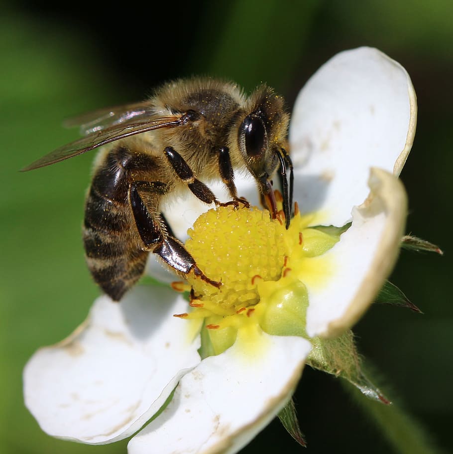 fotografía de primer plano, abeja, flor, insecto, macro, polen, naturaleza, flora, verano, néctar