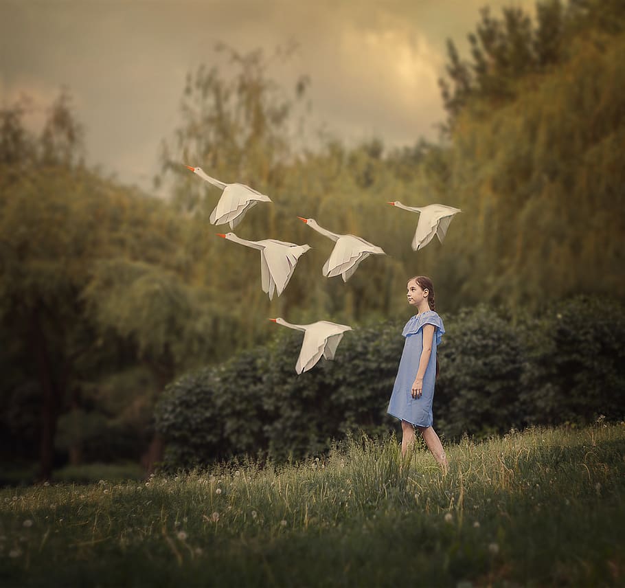 baby, girl, story, geese, nature, swans, stroll, one person, full length, field