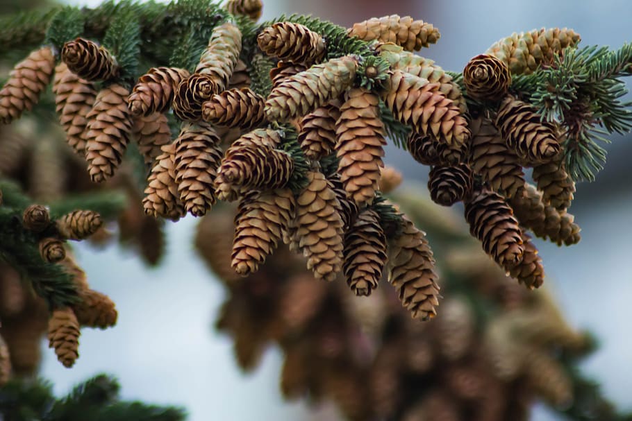 spruce, cones, needles, tree, plant, close-up, growth, nature, pine cone, beauty in nature