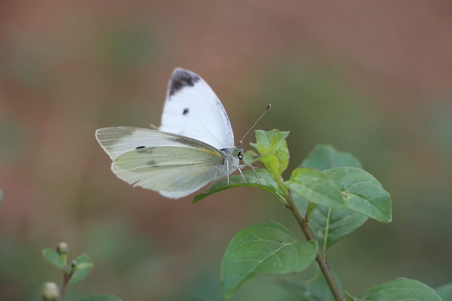 butterfly, animal, plant, ye tian, beautiful, natural, nature, insect, invertebrate, animal wildlife