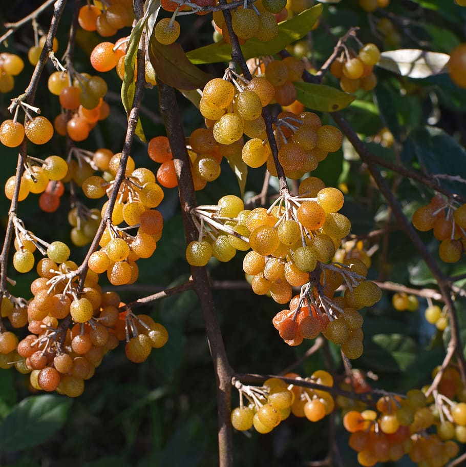 pematangan buah zaitun musim gugur, semak, tanaman, alam, dimakan, buah, merah, oranye, kuning, berbintik-bintik