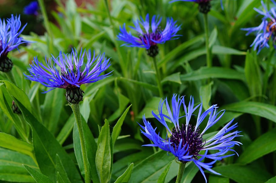 Centáurea Cyanus, floresceu, azul, calmante, confiante, flor, roxo, crescimento, natureza, cor verde