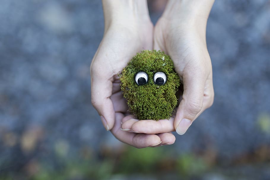 person, holding, bush, two, eyes, moss, ecology, environment, protection, live