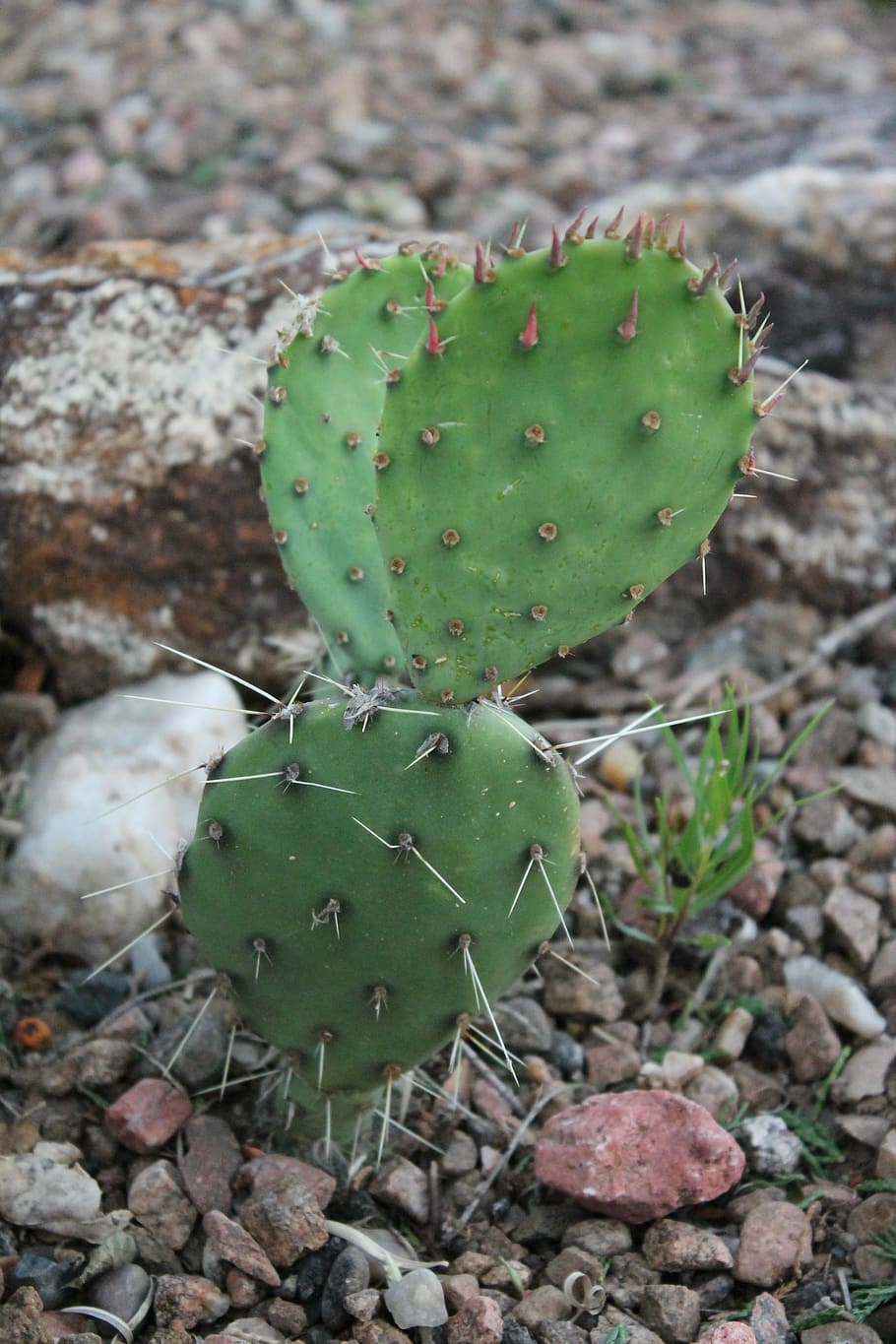 Cactus, Suroeste, Nuevo México, espiga, botánica, desierto, planta del desierto, espinoso, puntiagudo, cactaceae
