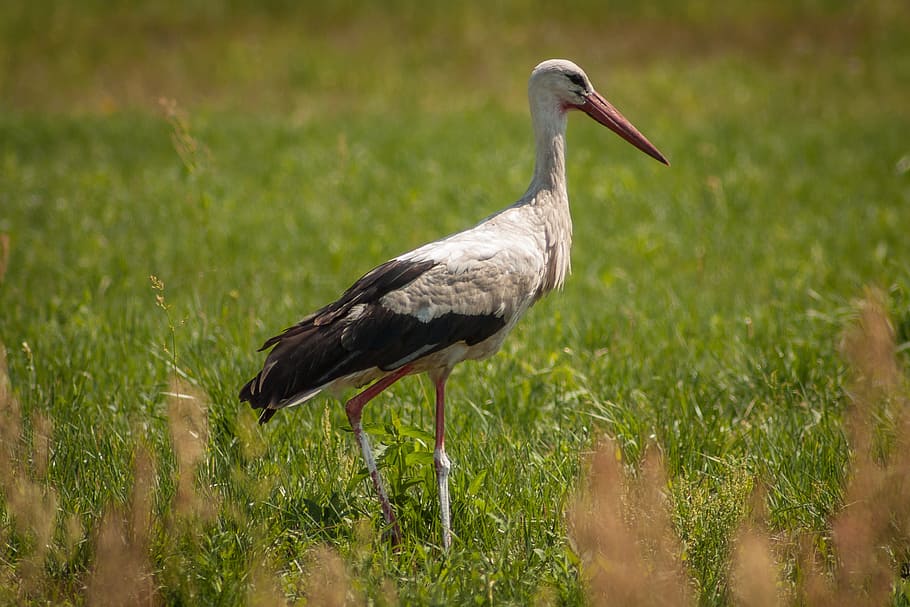 Bird, Village, White Stork, Field, stork, nature, green, grass, meadow, white