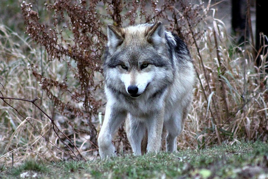 wildlife photography, gray, white, wolf, mexican, wildlife, wild, nature, canine, predator
