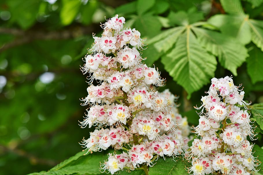 close-up photo, white, petaled flowers, chestnut blossom, chestnut, inflorescence, buckeye, chestnut leaves, chestnut tree, bloom