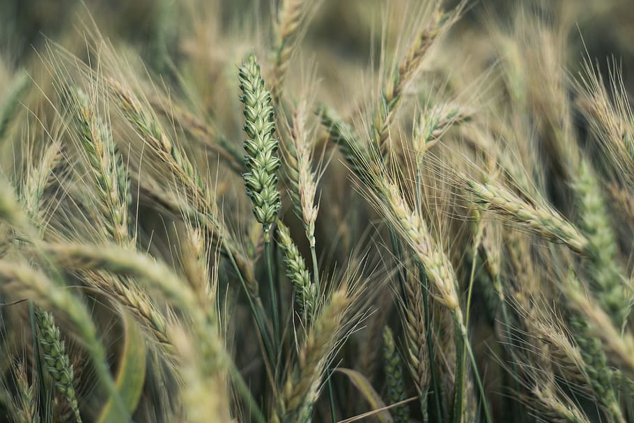 Maíz, espigas, trigo, centeno, agricultura, cultivo de, granos, campo, naturaleza, planta de cereales