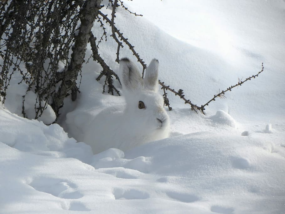 white, snowshoe hare, snowfield, Hare, Nora, Disguise, Rodent, whitey, animal, shelter