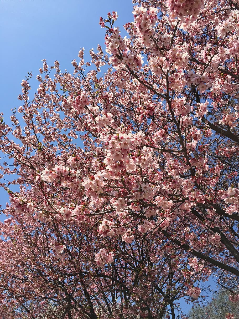 tokyo, spring, cherry, blossom, flower, outdoor, park, japanese, natural, bloom