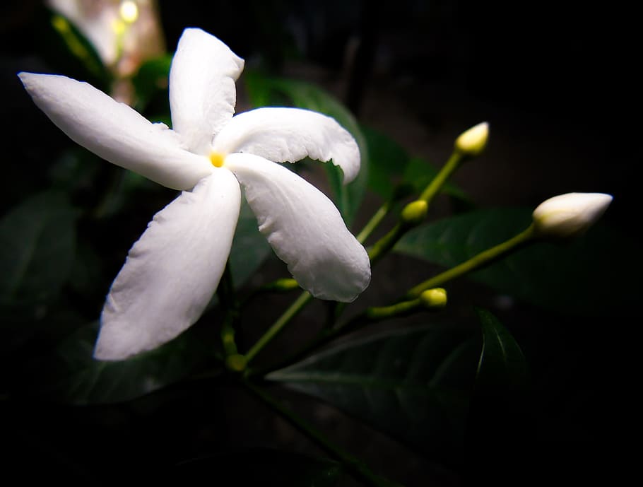 white 5-petaled flower, flower, flowering plant, petal, vulnerability, beauty in nature, plant, fragility, close-up, growth