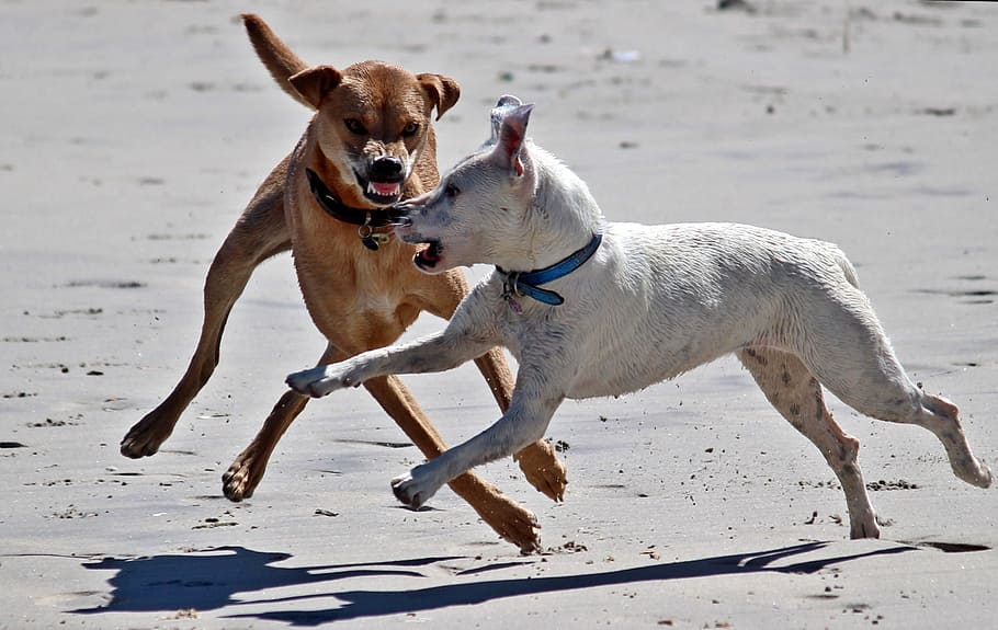 dos, perros, correr, arena, durante el día, jugar, playa, peligroso, ataque, diente