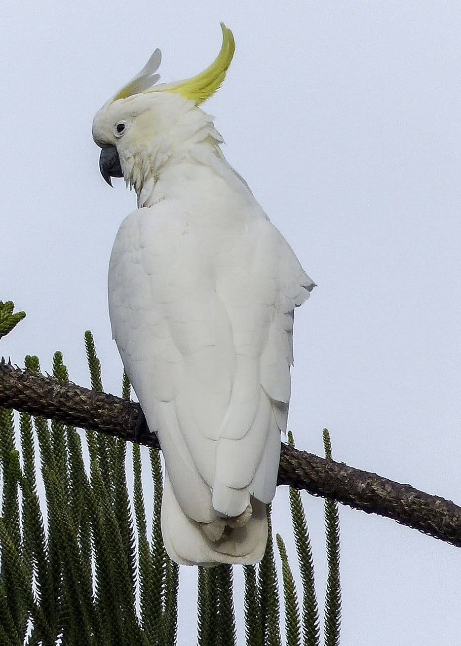 cockatoo, white, yellow, bird, intelligent, smart, parrot, wildlife, animal, exotic