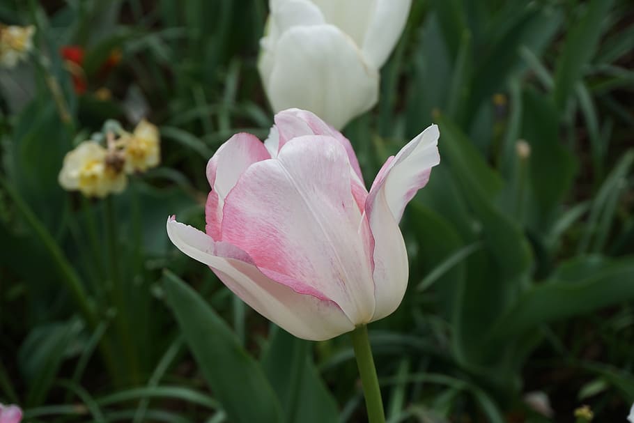 tulipán, rosa, primavera, flor, planta floreciendo, planta, belleza en la naturaleza, frescura, vulnerabilidad, pétalo