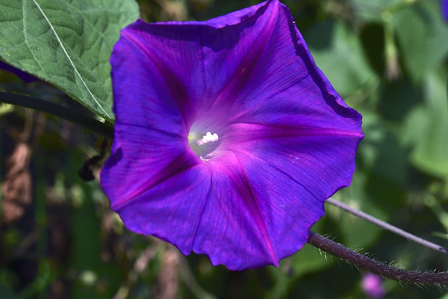 purple petunia, affix, macro, summer, flowers, nature, flower, plant, close-up, flowering plant