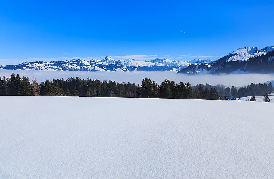 fotografia de paisagem, árvores, Suíça, Alpes, Alpes suíços, natureza, paisagem, inverno, vista, Stoos