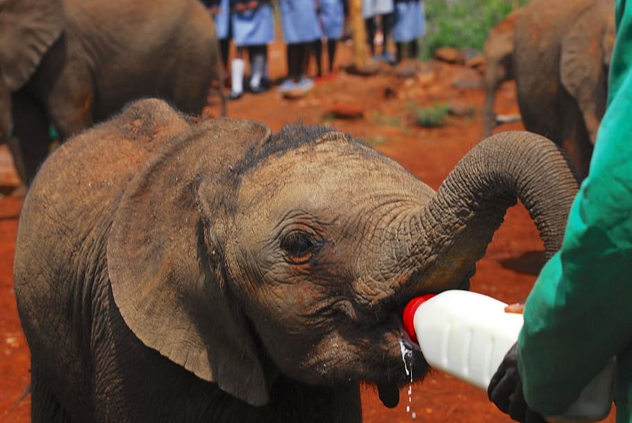 elephants, bottle feeding, nairobi, kenya, africa, elephant, baby, milk, bottle, ranger