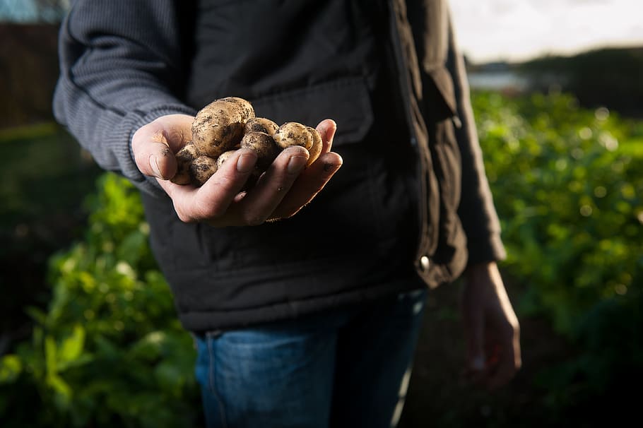 close-up photo, person, holding, potato vegetables, close-up, daylight, food, hands, harvest, harvester
