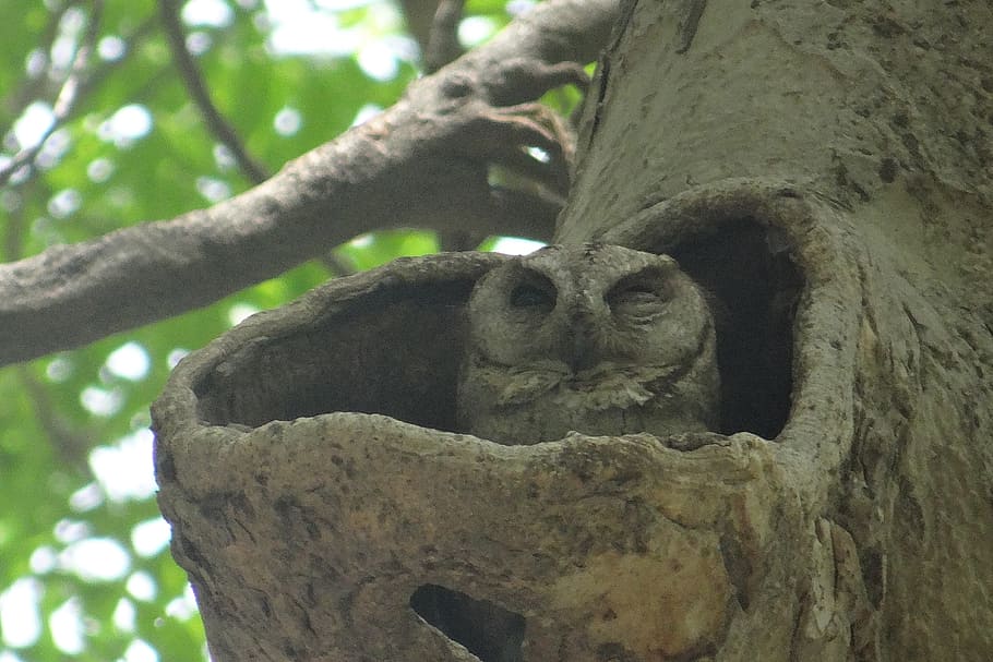 indio scops owl, otus bakkamoena, búho, strigidae, árbol hueco, nicho, nido, incubación, parque nacional bharatpur, santuario de aves