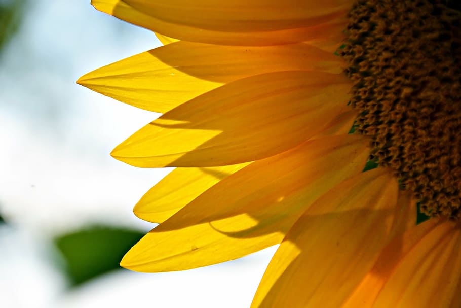 fotografía de primer plano, girasol, planta, floración, amarillo, verano, flor, sol, brillante, flores