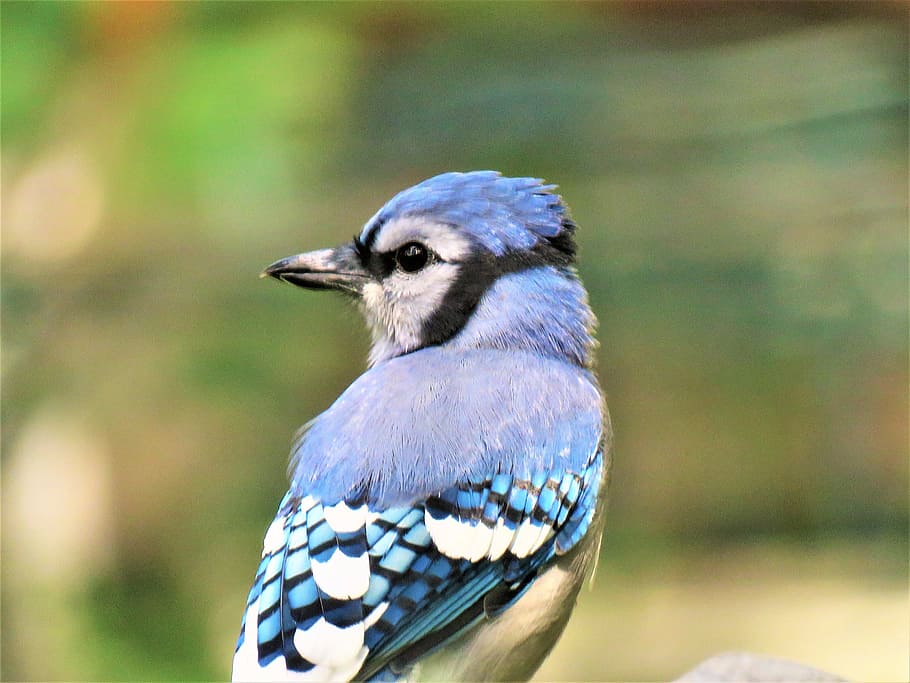 blue bird, bird, blue jay, up close, wildlife, colorful, one animal, animal wildlife, animals in the wild, focus on foreground