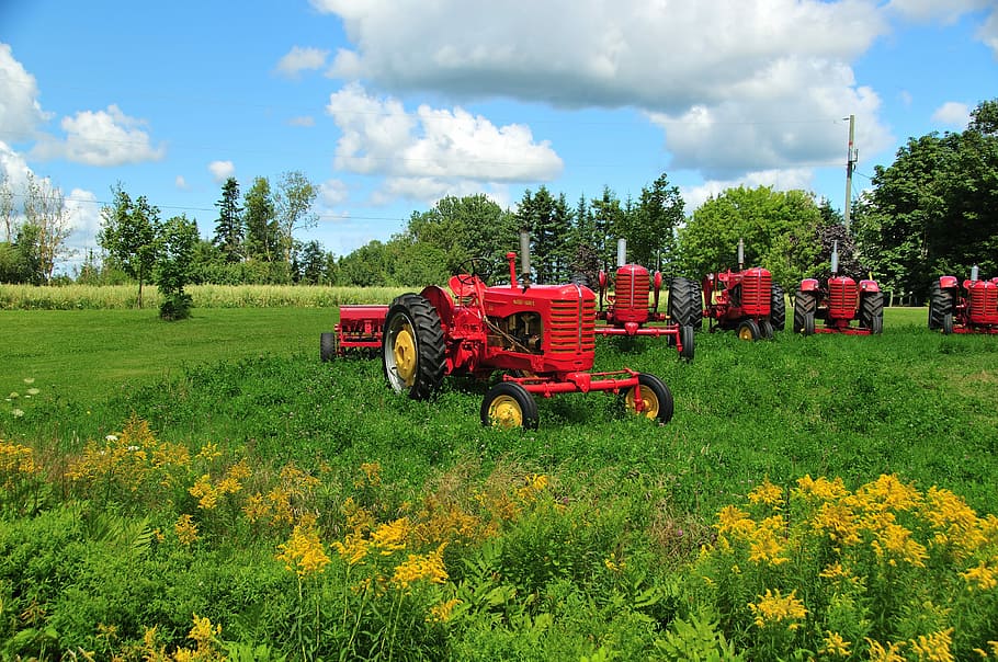traktor, mesin pertanian, lansekap, tanaman, lapangan, langit, pertumbuhan, tanah, alam, bunga