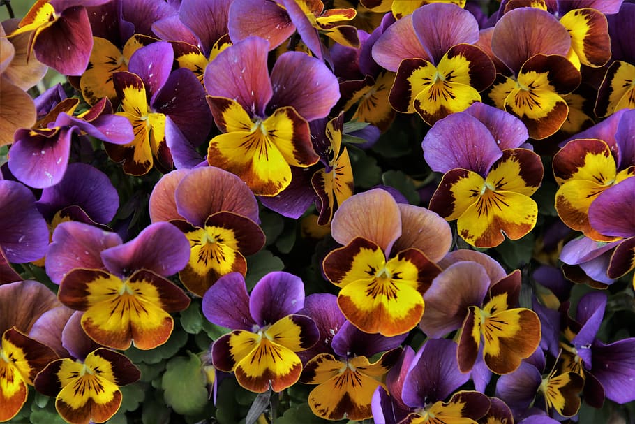 colorful, spring, garden, pansies, yellow, flora, may, petals, plant, close up