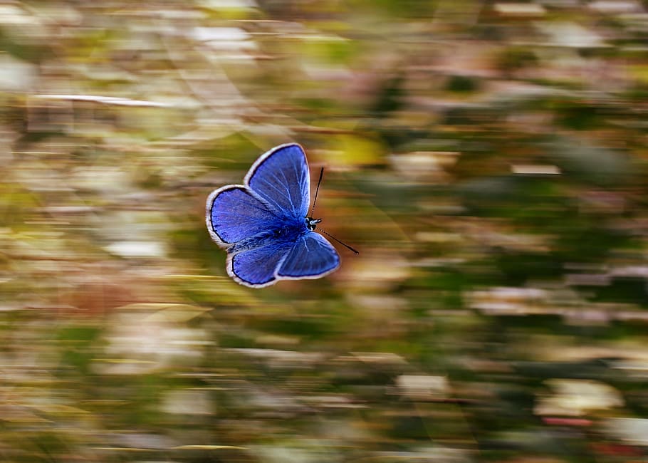 selective, focus photography morpho butterfly, flying, butterfly, panning, blue, wings, flight, insecta, nature