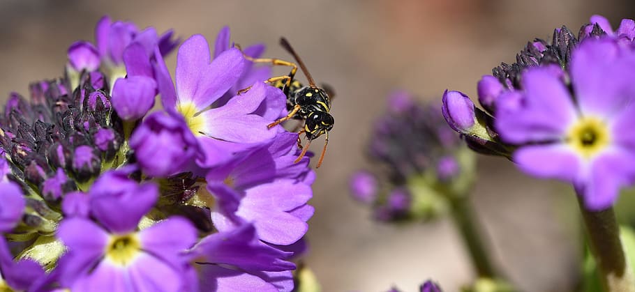 primrose, flower, spring flower, early bloomer, purple, field wasp, insect, wasp, animal, nature