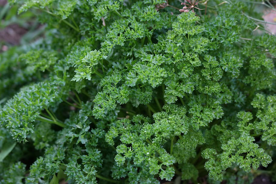 parsley, harvest time, leaf, green, plant, food, nutrition, garden, edible, nature