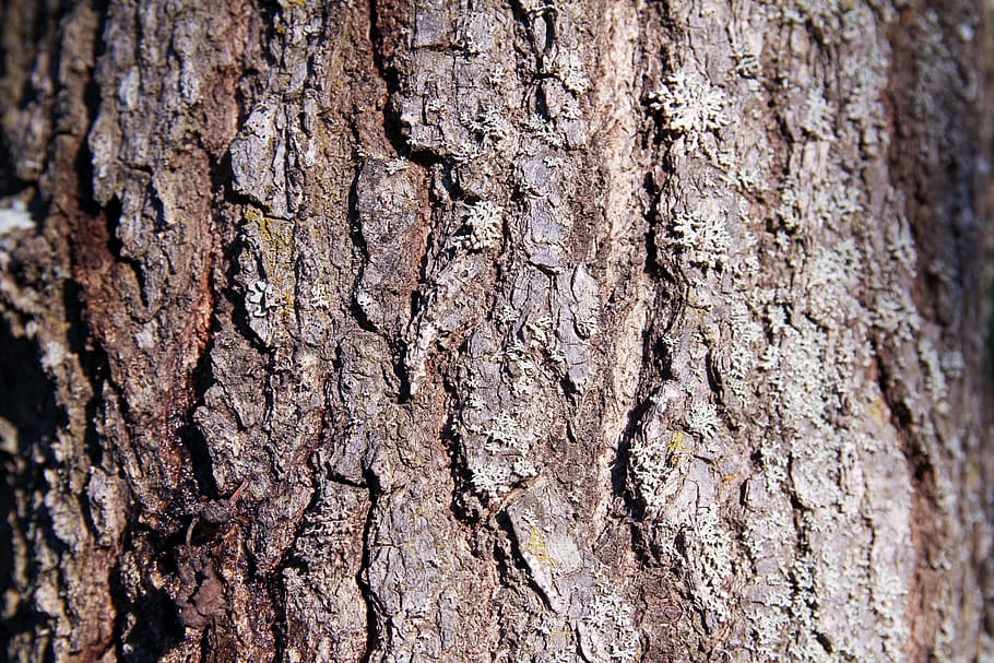 tree, bark, texture, nature, trunk, background, biology, wood, wild, life