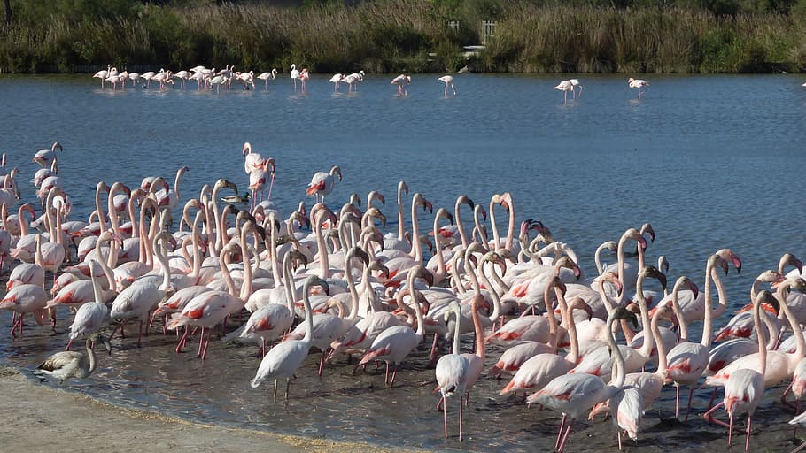 flamingos, camargue, bird park, birds, large group of animals, water, animals in the wild, bird, animal wildlife, group of animals