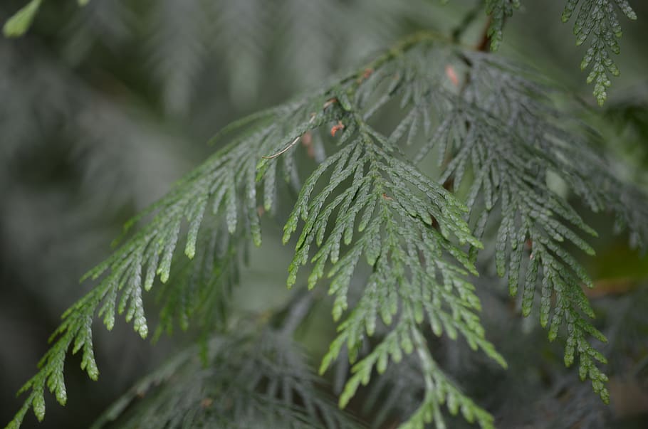 cedar, forest, nature, tree, branch, leaves, plant, green color, growth, close-up