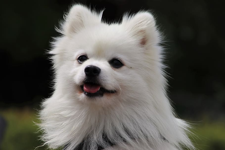 pet, fur, head, fluffy, white, the nose, see, spitz, domesticated, animals