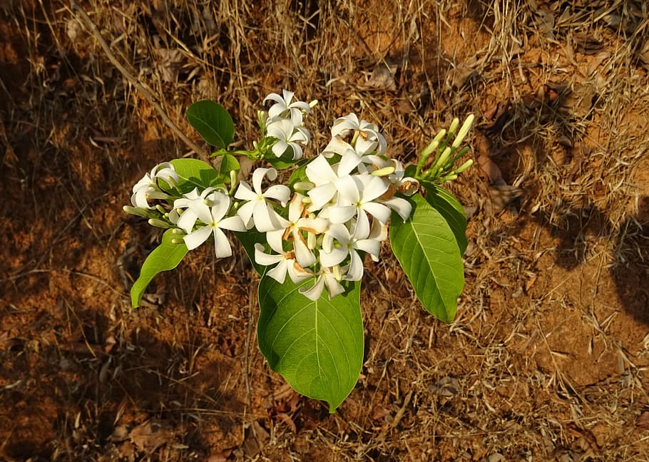Flower, White, Wild, Flora, indrajao, medicinal, shrub, kurchi, karva indrajau, indrajav