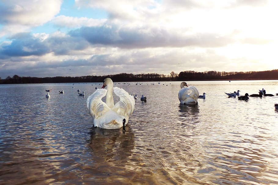 swans, lake, sunset, sky, clouds, water birds, animals, nature, at the court of, vertebrates