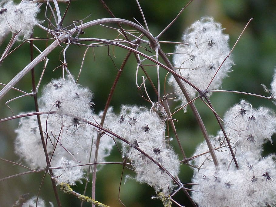 clematis, liane, plant, clematis vitalba, pods, soft, fluffy, seeds, fruits, white