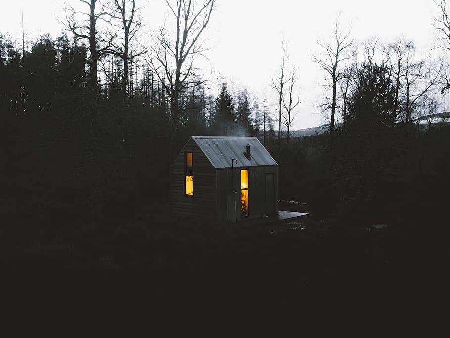 house, surrounded, trees, wooden, barn, pine, tree, nighttime, plant, dark