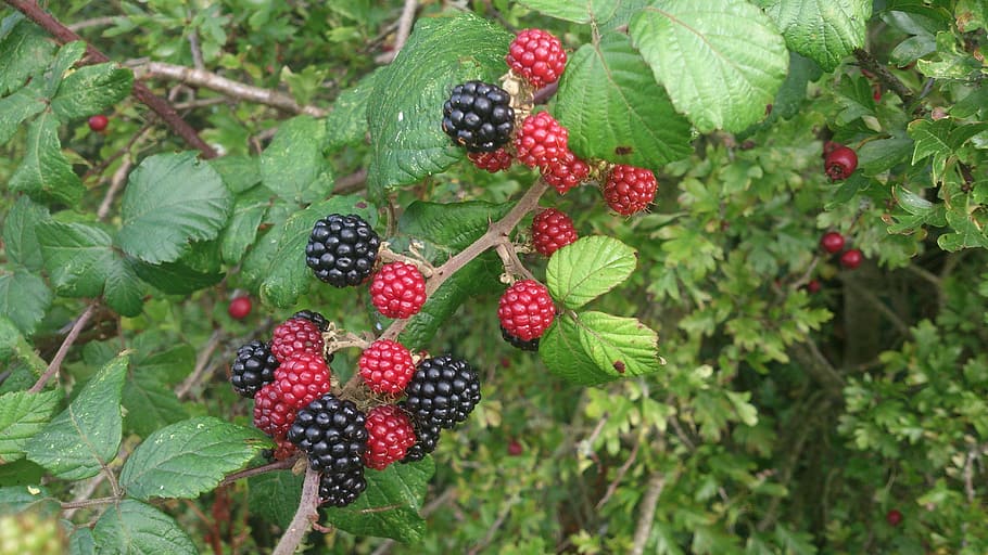 blackberry, nature, food, fresh, berry, organic, sweet, fruit, healthy, ripe