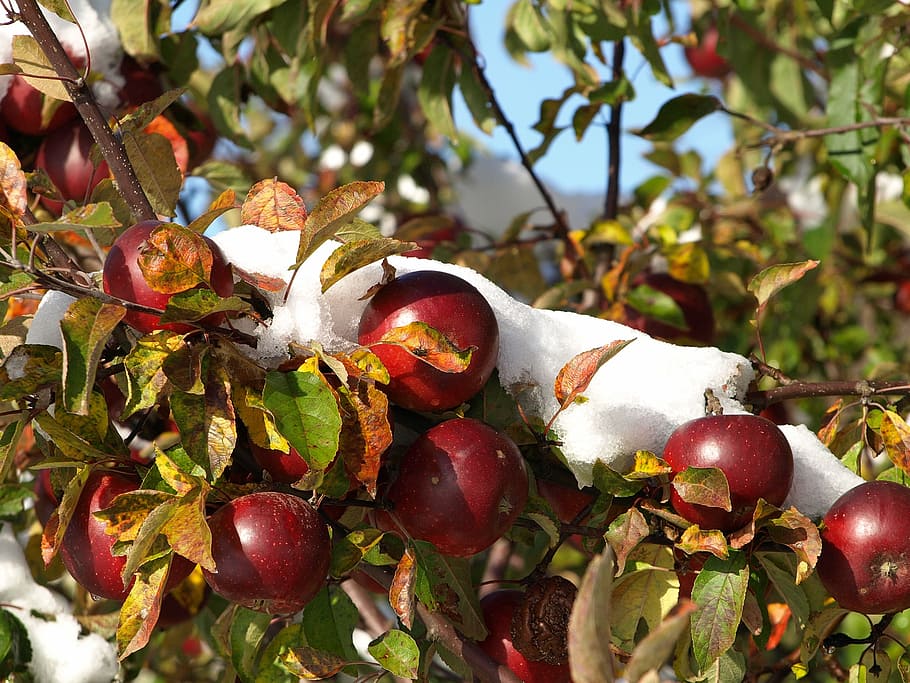 りんご, 雪, 秋, 冬, 果物, 冷凍, 時期, アイスクリームりんご, 健康的な食事, 食べ物