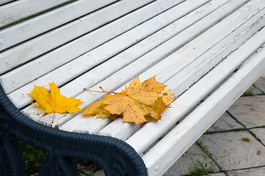 white, slatted, bed, yellow, leaves, autumn leaves, park, bench, date, yellow leaves