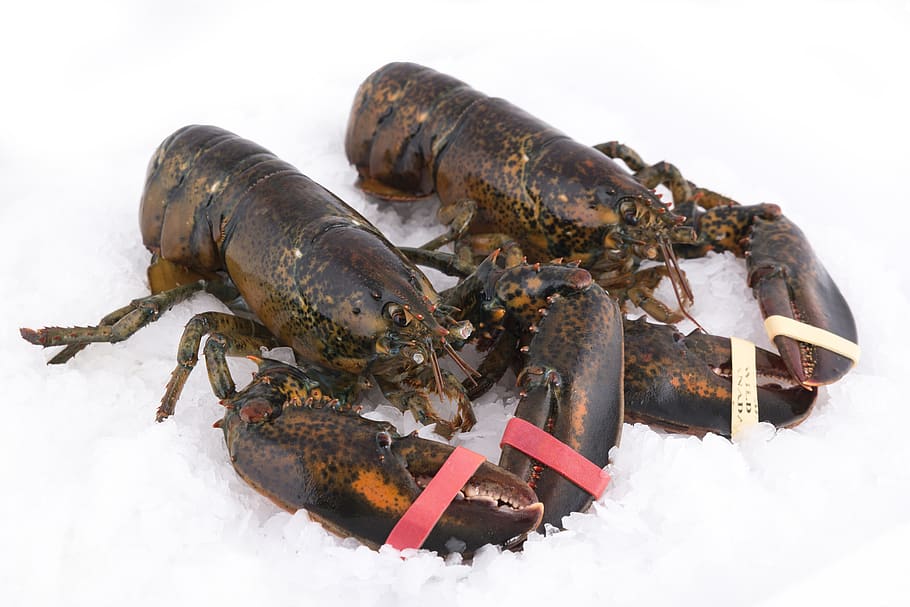 lobster, lobsters, marine animal, shellfish, food, fisheries, nature, fresh, ice, sales