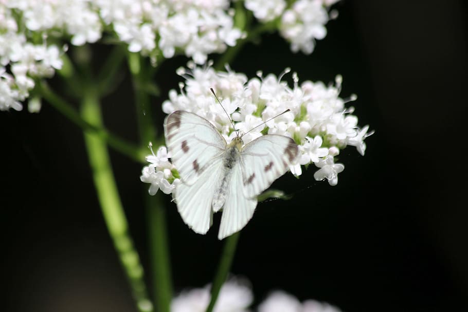 macro photo, white, brown, butterfly, perched, flower, dark, black, petal, insect