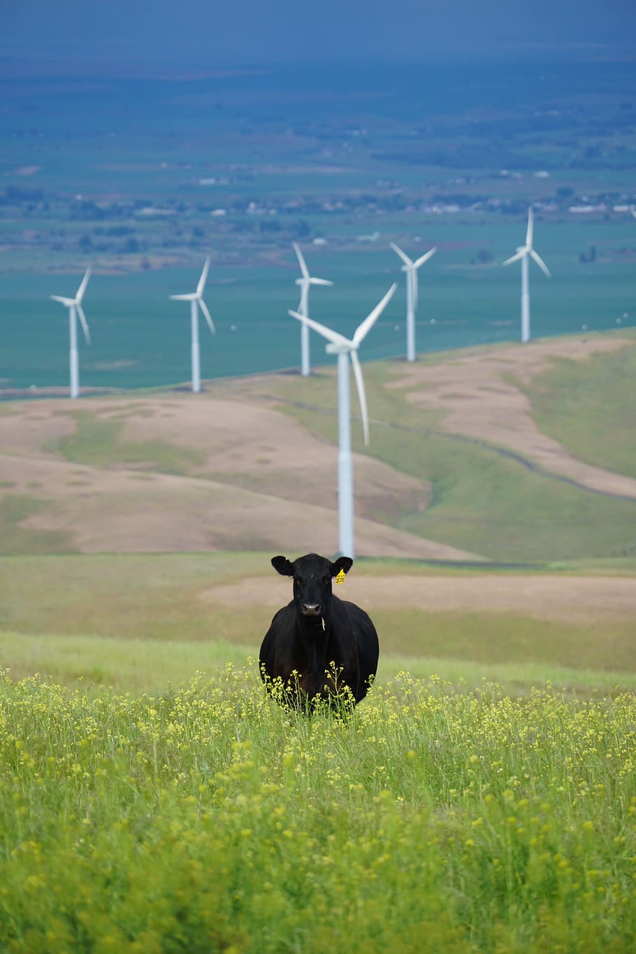 green, grass, flowers, cow, cattle, field, highland, landscape, windmill, outdoor